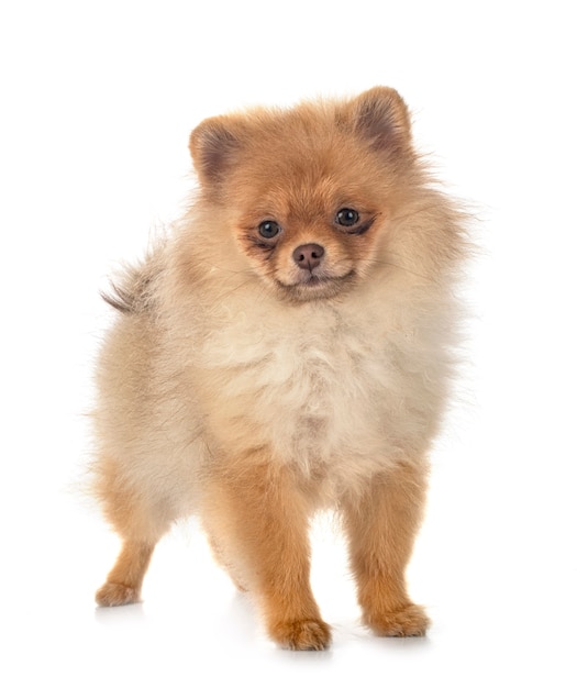 Young pomeranian in front of white