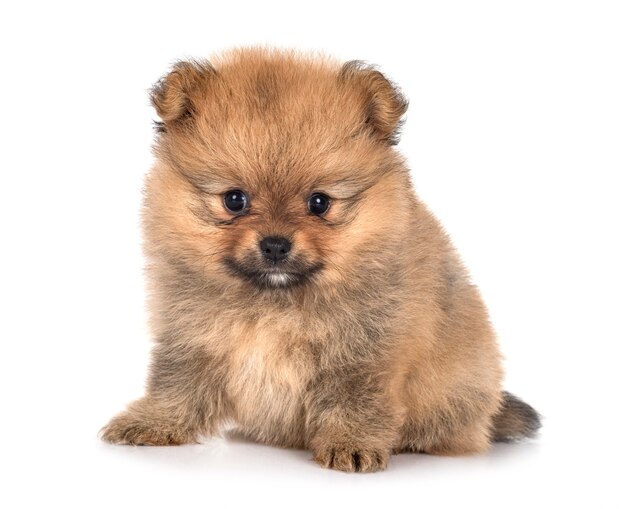 Young pomeranian