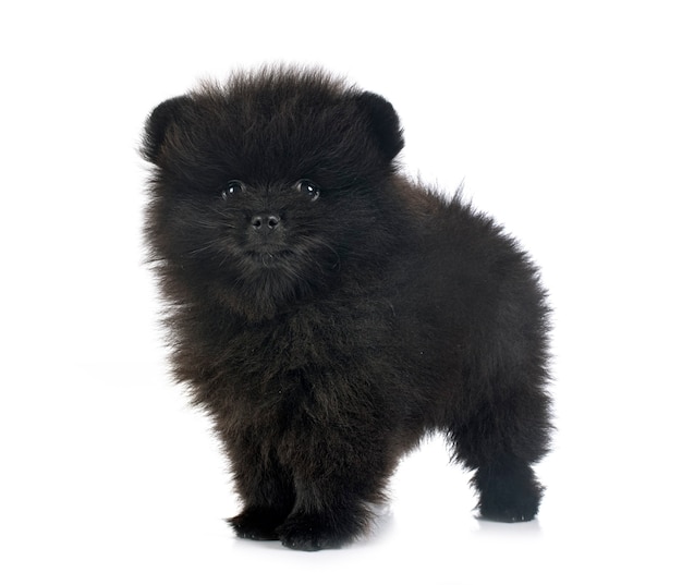 Young pomeranian