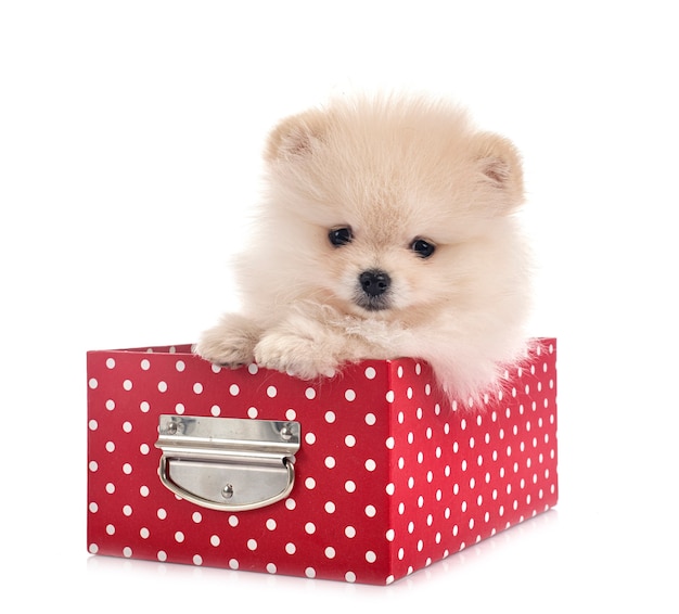 Young pomeranian