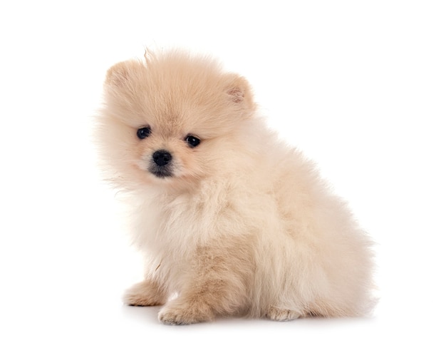 Young pomeranian