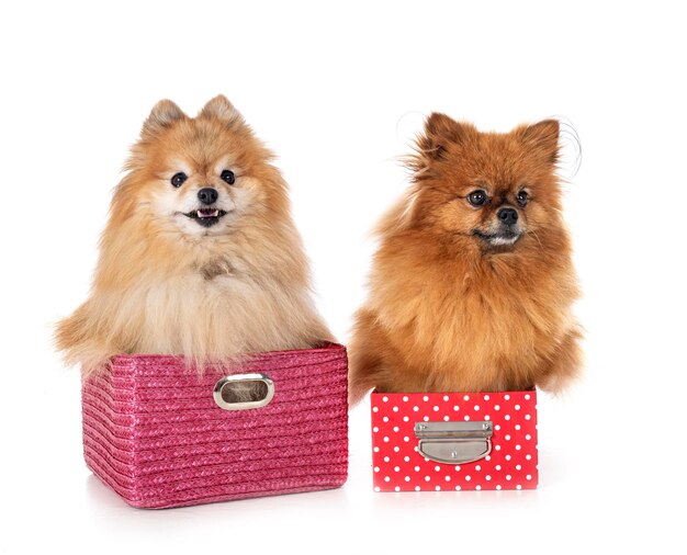 Young pomeranians in front of white background