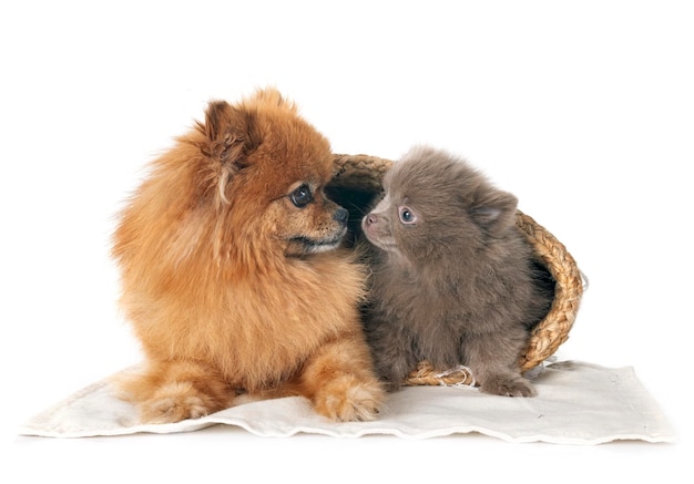 young pomeranians in front of white background