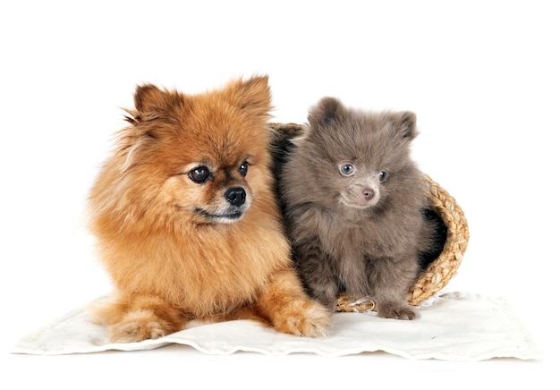 young pomeranians in front of white background