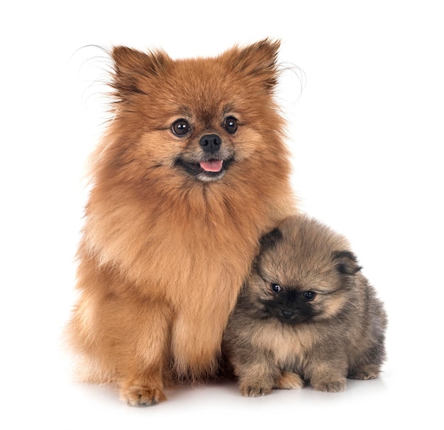 young pomeranians in front of white background