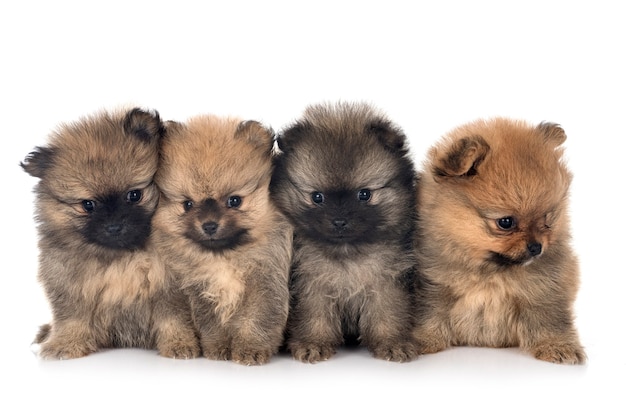 Young pomeranians