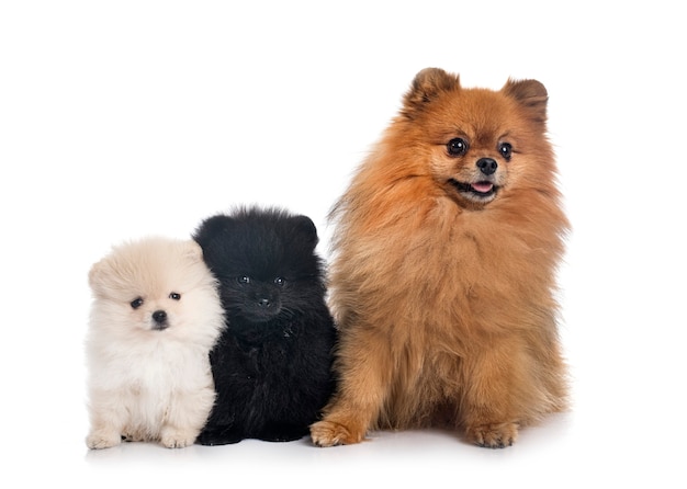 Young pomeranians