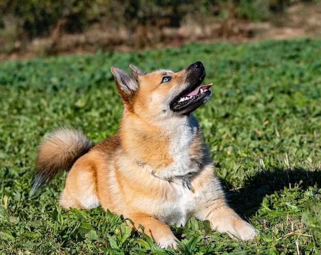 Young pomsky staying in a training for obedience