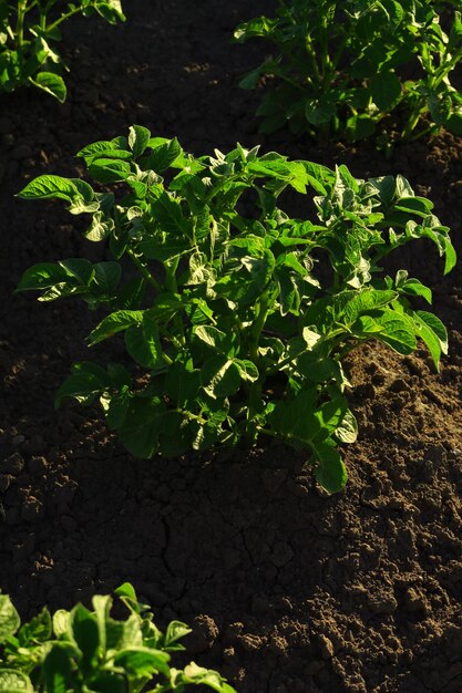 young potato bush growing in the garden