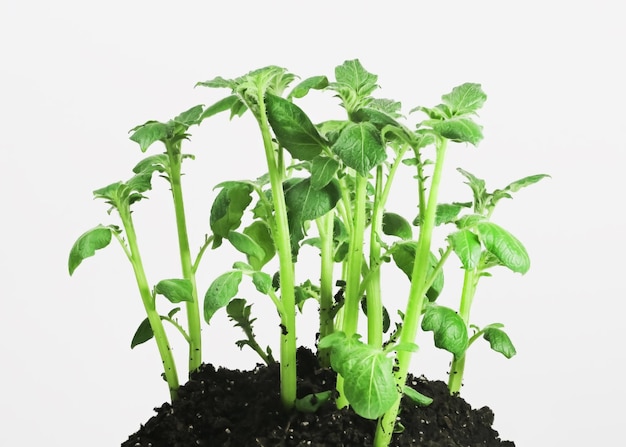 A young potato bush grows in the ground on a white background