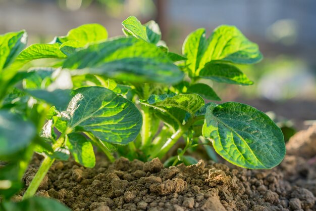 Young potato crops, vegetable garden outdoors