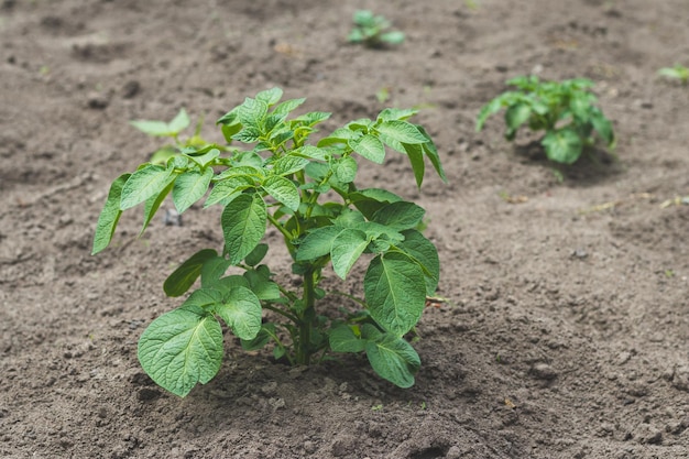 Young potato plant growing on the soil Potato bush in the organic garden Crop stages of potatoes plant Agriculture and farming concept