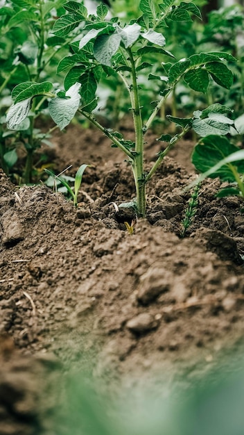 Giovani piante di patate che crescono da terra su uno sfondo di orto