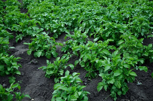 Young potato plants growing in a rural garden