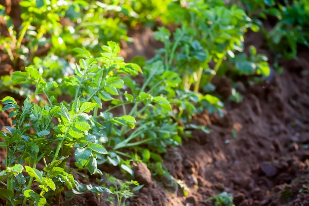 Young potato plants growing on the soil in organic garden