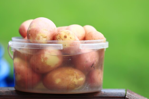 young potato vegetables summer grass