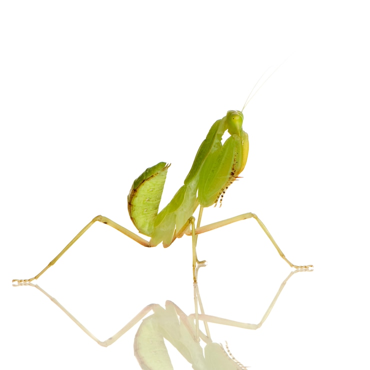 Photo 若いカマキリ-分離された白の前にsphodromantis lineola