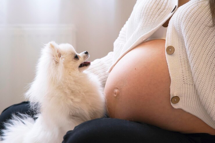근처 침대 배 근접 포메라니안 개에 쉬고 아기를 기다리는 젊은 임산부