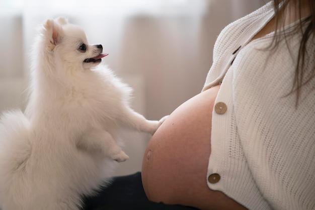 写真 近くのベッド腹のクローズ アップのポメラニアン犬で休んでいる赤ちゃんを待っている若い妊婦