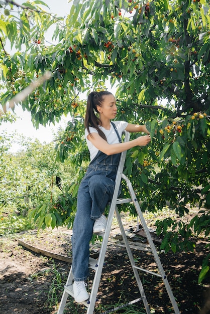 オーバーオールの脚立に乗った若いかわいい女の子は、夏の日に庭で熟した甘いサクランボを収集します。