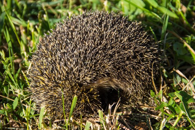 Young prickly hedgehog in green grass