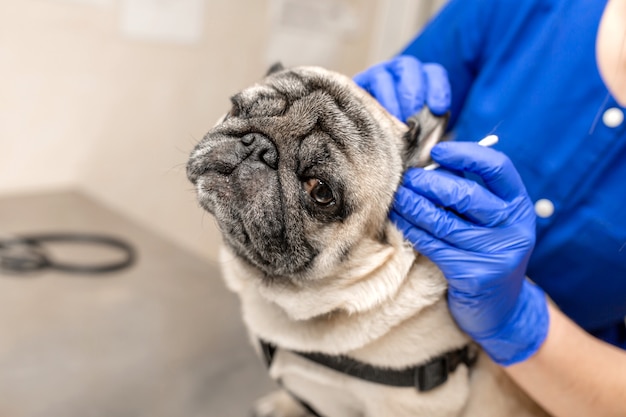 Young professional female veterinarian doctor hold pug dog before exam in veterinary clinic.