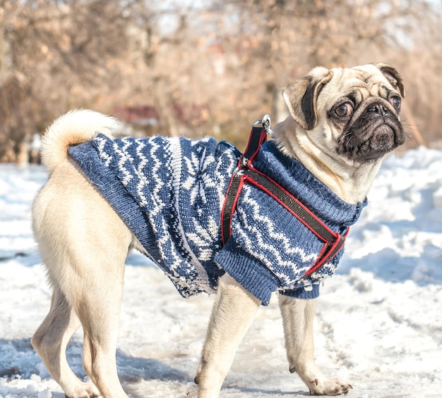 Young pug dog on a walk