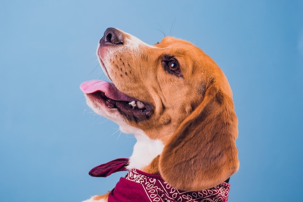 Young puppy, beagle dog, blue background, neck red shawl on neck.