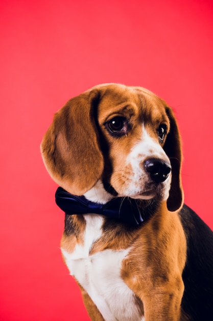 Young puppy, beagle dog, isolated on red background.