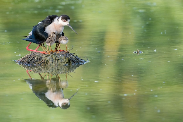 Young puppy bird black-winged stilt and mother