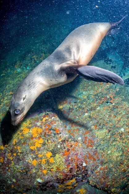 Young puppy californian sea lion