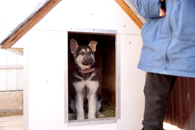 東ヨーロッパの羊犬の若い子犬Ð²