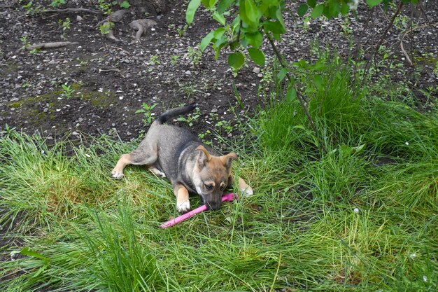 Photo a young puppy plays in the spring garden plot and beds