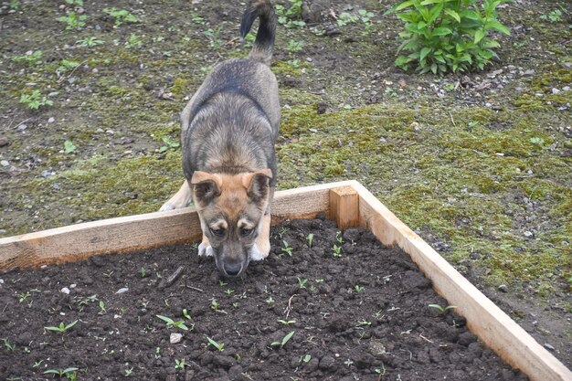 Photo a young puppy plays in the spring garden plot and beds