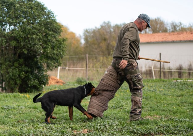 Young puppy rottweiler training in the nature