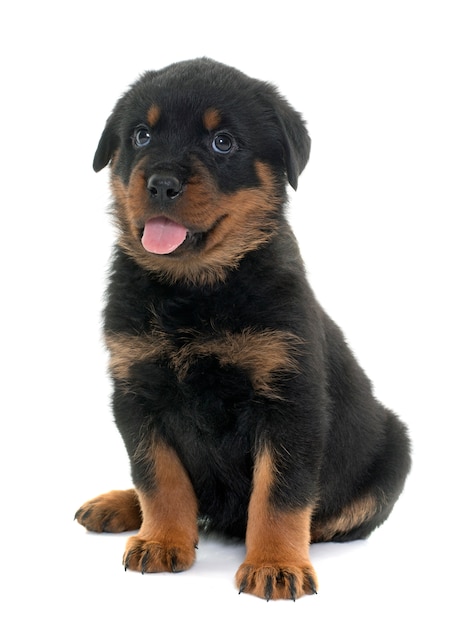 若い子犬ロットワイラー