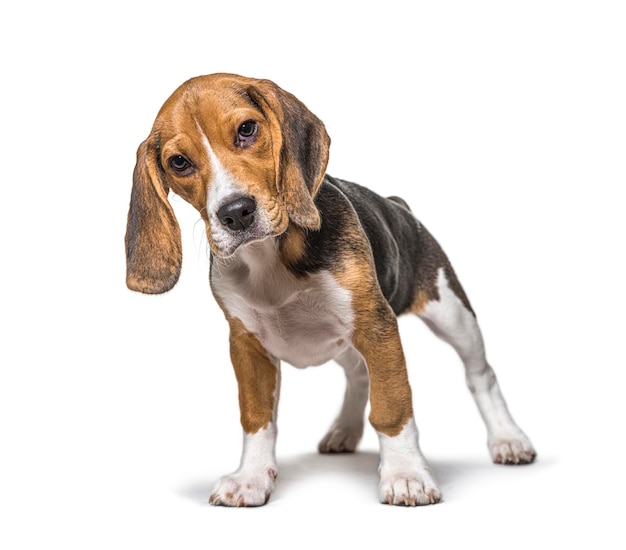 若い子犬生後 3 ヶ月のビーグル犬の分離の前に立っています。