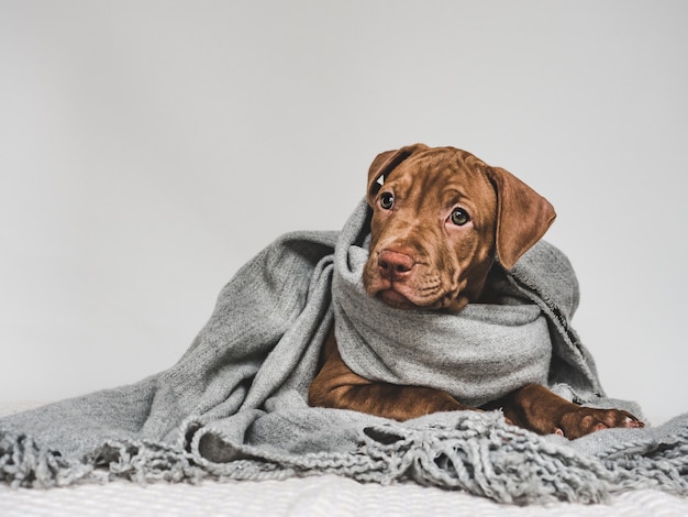 Young puppy, wrapped in a gray scarf