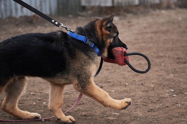 Young purebred dog learns instinct of prey and bites toy german\
shepherd puppy of working breeding