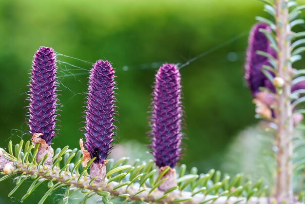 Young purple spruce (abies species) cones growing on branch with fir, closeup detail