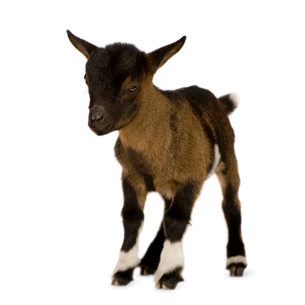 Young Pygmy goat isolated