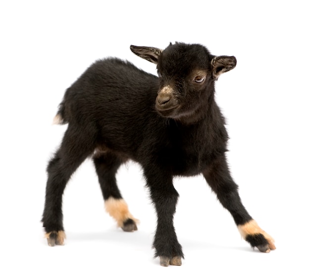 Young Pygmy goat isolated