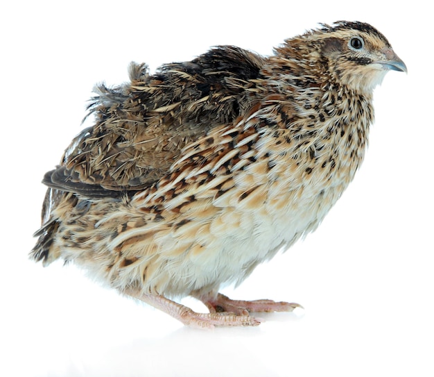Young quail isolated on white