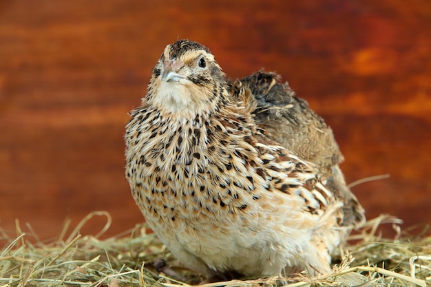 Young quail on straw on wooden background