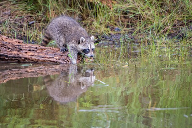 若いアライグマの反射で足を水中で掃除