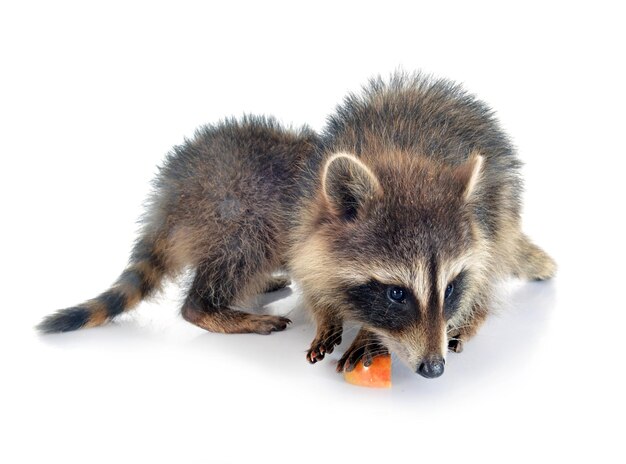 young raccoon