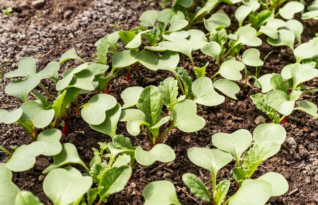 Young radish seedlings growing in soil garden bed organic gardening concept healthy food agriculture