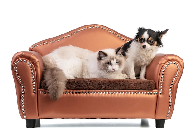 Young ragdoll cat six months old on a sofa with chihuahua on white wall