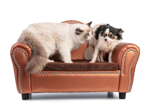 Young ragdoll cat six months old on a sofa with chihuahua who sticks out his tongue on white wall