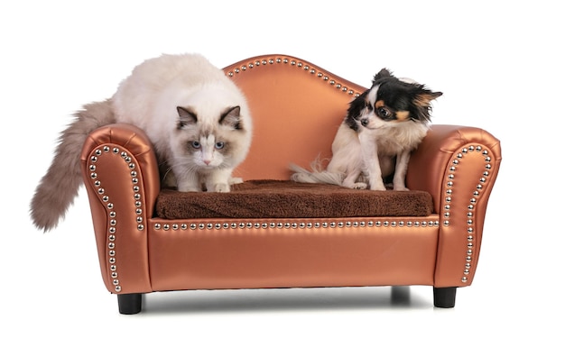 Young ragdoll cat six months old on a sofa with chihuahua